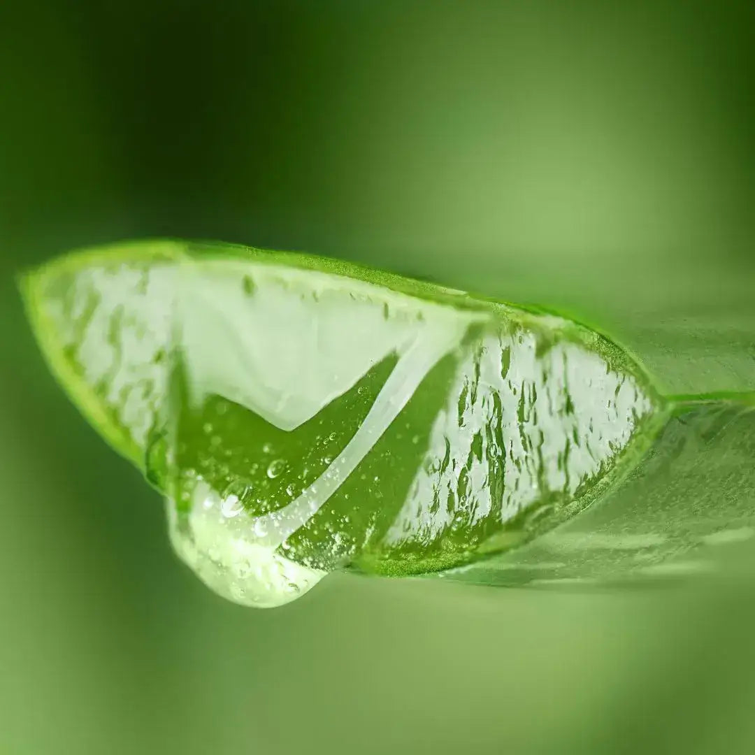 Ingrediens - Aloe vera 