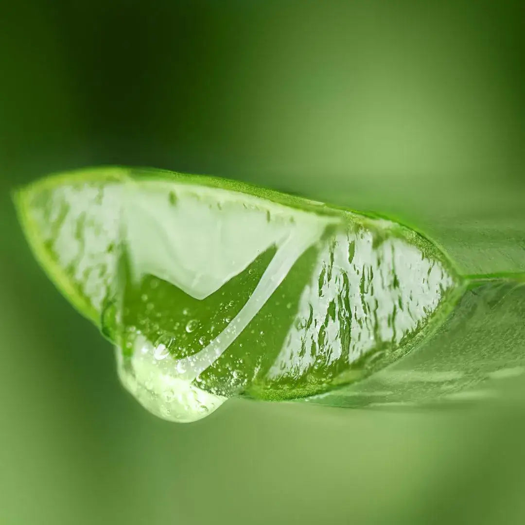 Ingrediens - Aloe vera 
